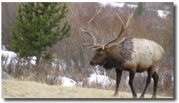 Colorado Elk