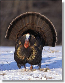Turkey